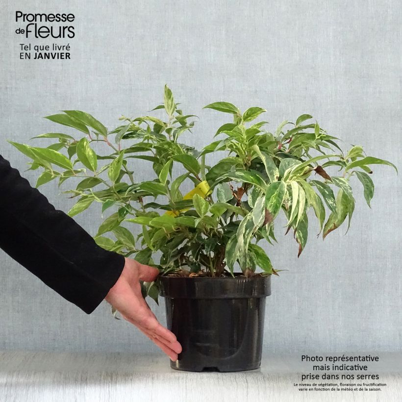 Leucothoe fontanesiana Rainbow Maceta 2L/3L Ejemplar entregado en invierno