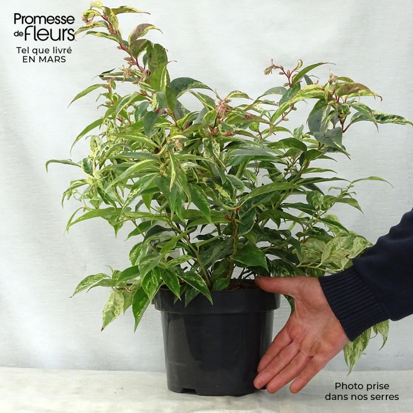 Leucothoe fontanesiana Rainbow Maceta 2L/3L Ejemplar entregado en la primavera