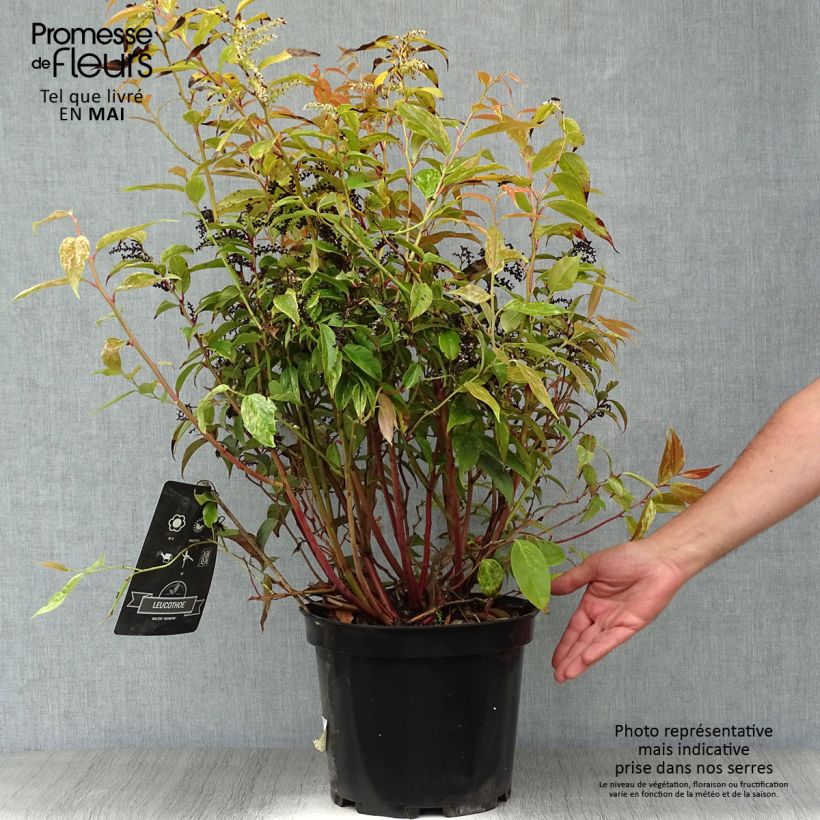 Leucothoe fontanesiana Rainbow Maceta 7,5L/10L Ejemplar entregado en la primavera