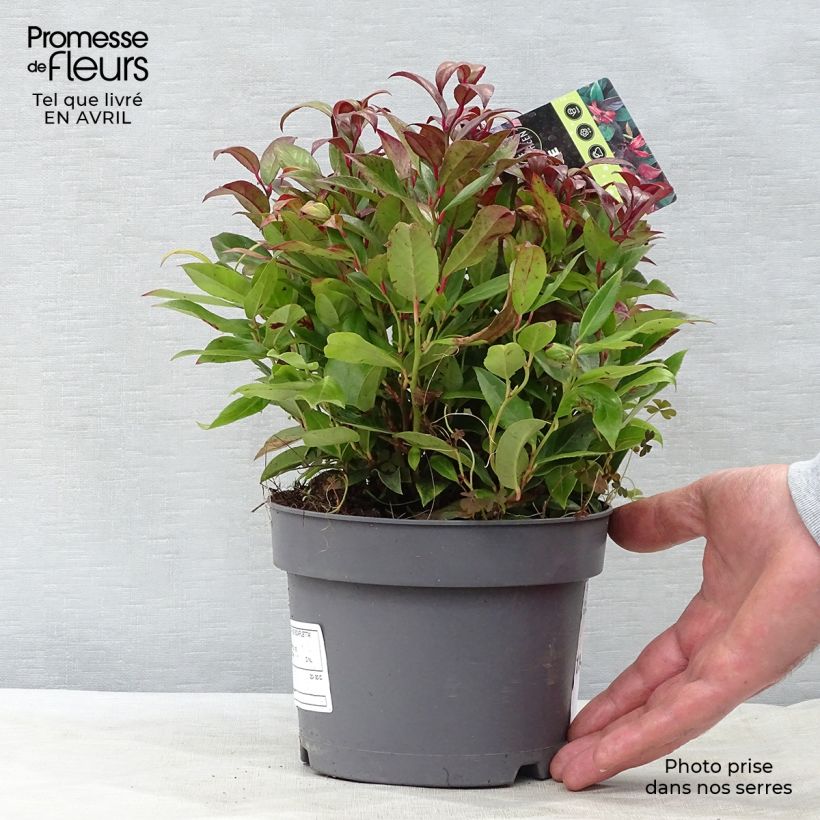 Leucothoe fontanesiana Scarletta Maceta 2L/3L Ejemplar entregado en la primavera
