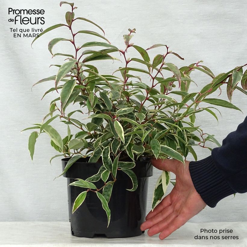 Leucothoe fontanesiana Whitewater Maceta 2L/3L Ejemplar entregado en la primavera