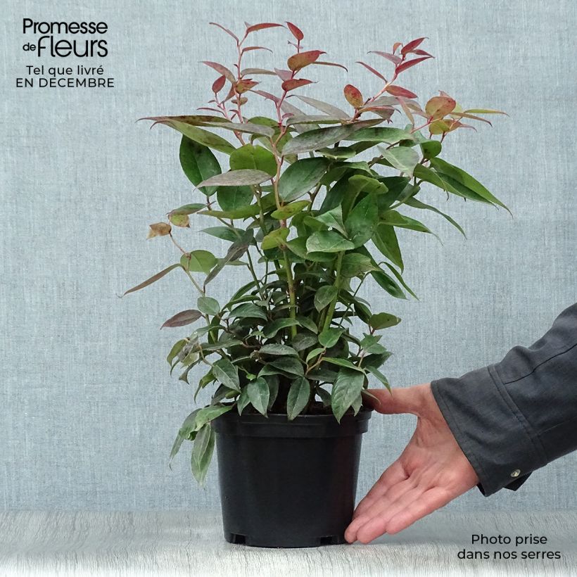 Leucothoe fontanesiana Zebonard Maceta 2L/3L Ejemplar entregado en invierno