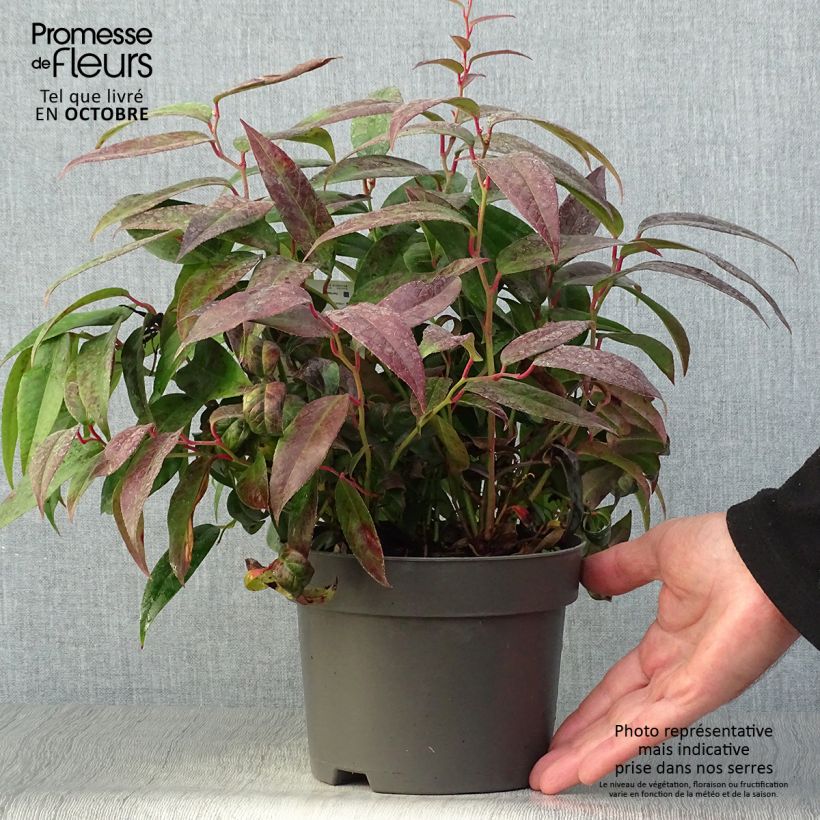Ejemplar de Leucothoe fontanesiana Zebonard Maceta 2L/3L entregado en otoño