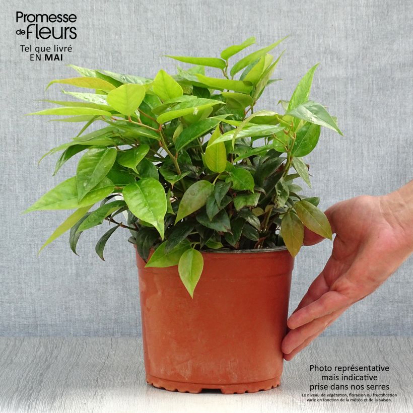 Leucothoe fontanesiana Zebonard Maceta 2L/3L Ejemplar entregado en la primavera