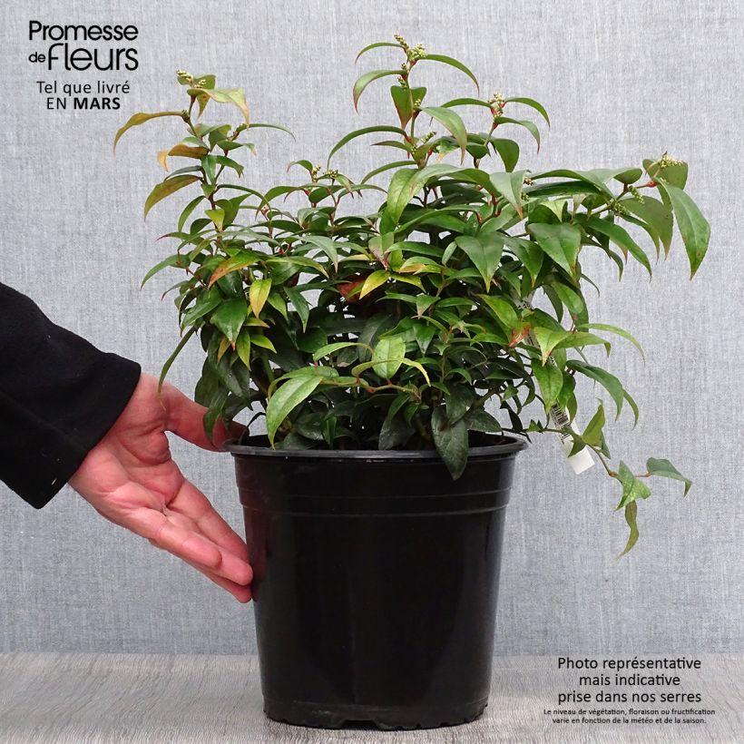 Leucothoe fontanesiana Dark Diamond Maceta 4L/5L Ejemplar entregado en la primavera