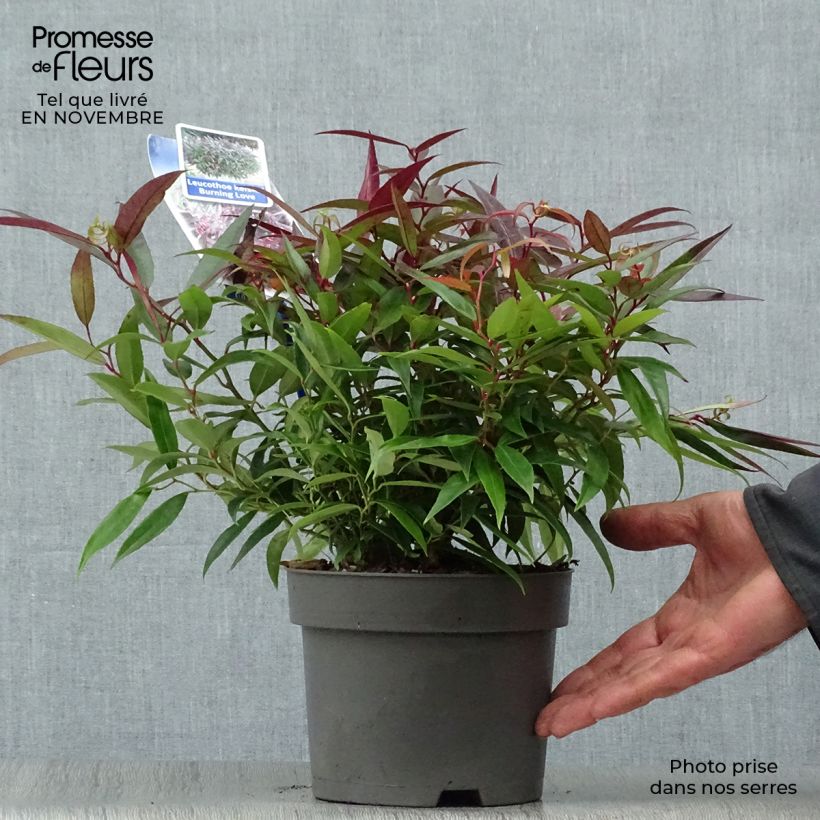 Ejemplar de Leucothoe keiskei Burning Love Maceta 2L/3L entregado en otoño