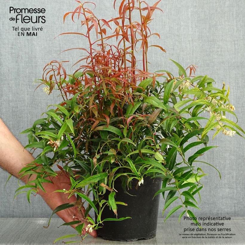 Leucothoe keiskei Halloween Maceta 4L/5L Ejemplar entregado en la primavera