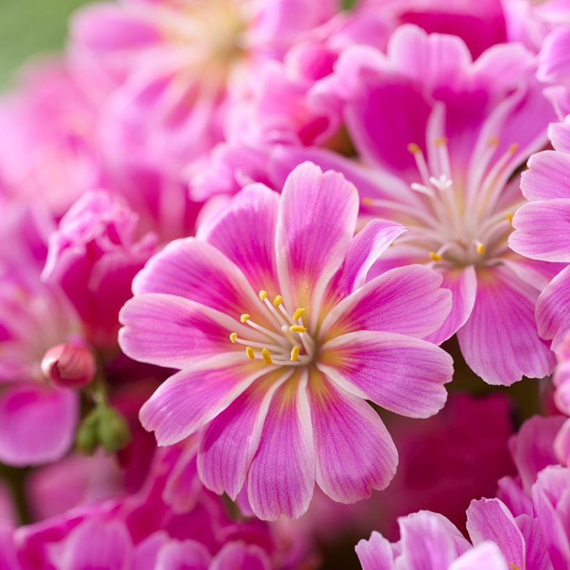 Lewisia Safira Tropic Pink (Floración)