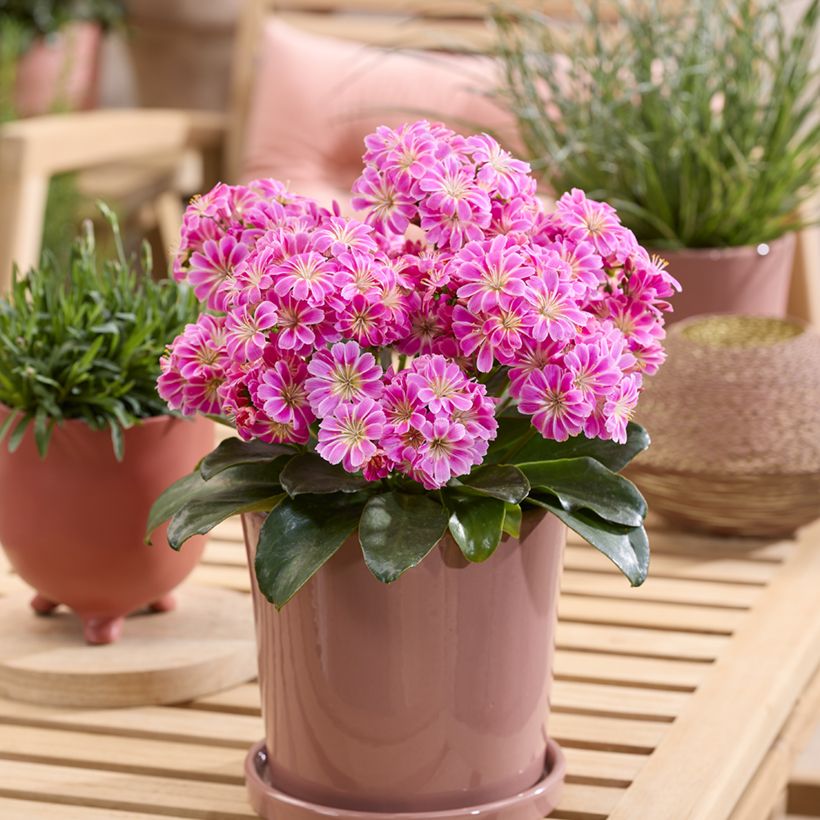 Lewisia Safira Tropic Pink (Porte)