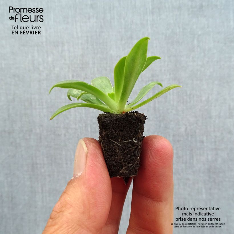 Ejemplar de Lewisia cotyledon Ultra Violet minicepellón: Ø 1,5/2,5 cm entregado en otoño