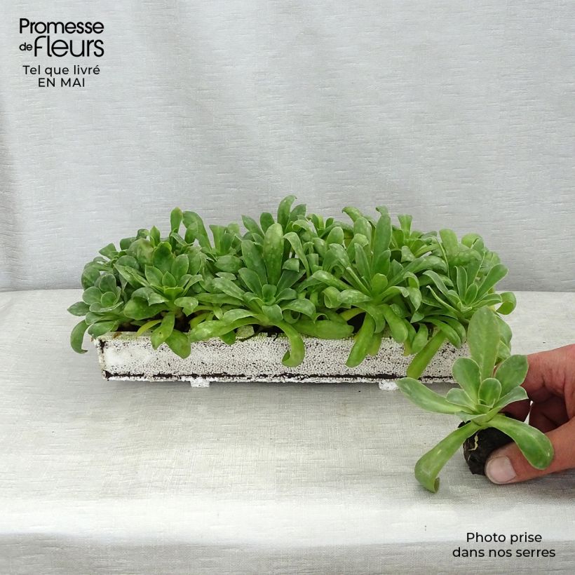 Lewisia cotyledon Elise Mix minicepellón: Ø 1,5/2,5 cm Ejemplar entregado en la primavera