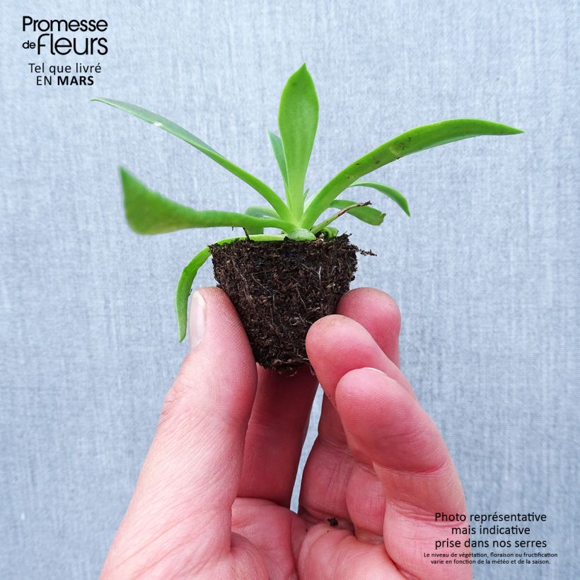 Lewisia cotyledon Elise Mix Bandeja de semillero: cepellón 3,8 cm x 3,2 cm en bandeja de cultivo por 16 Ejemplar entregado en la primavera