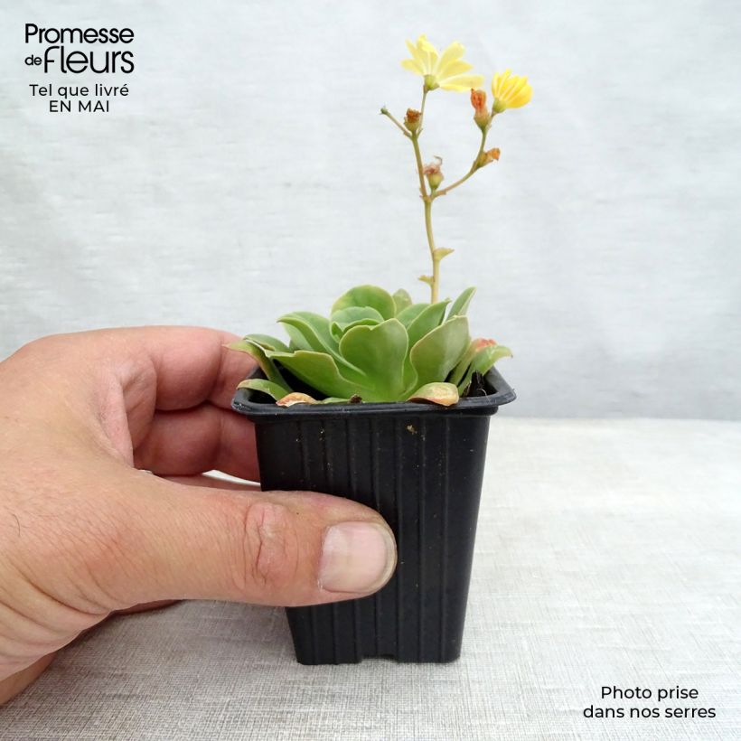 Lewisia cotyledon Mix Maceta de 7/8 cm Ejemplar entregado en la primavera