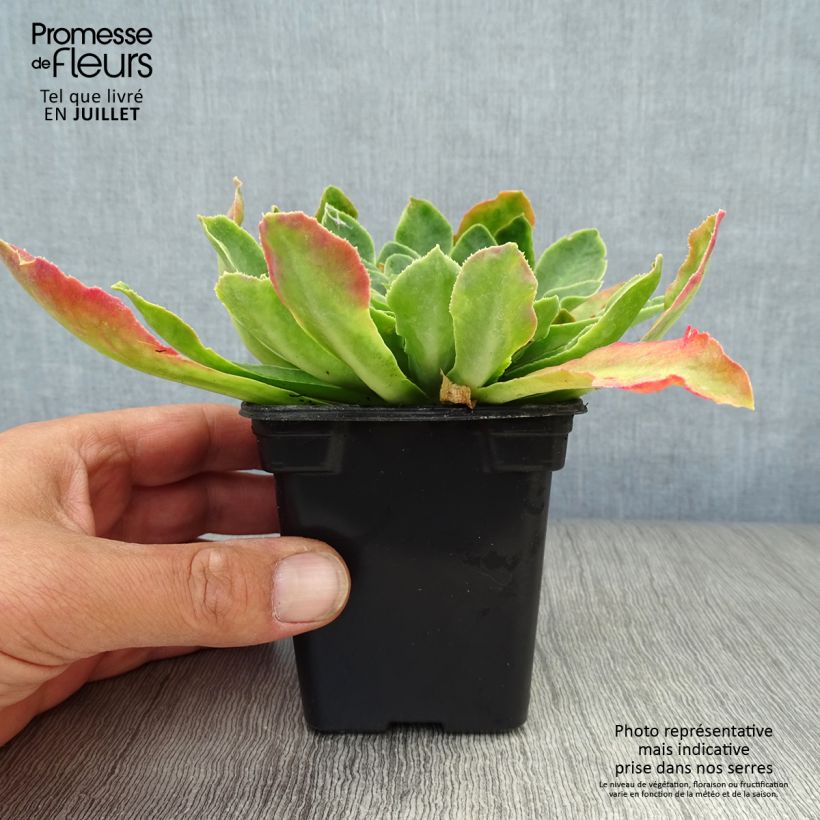 Ejemplar de Lewisia cotyledon Mix Maceta de 7/8 cm entregado en verano