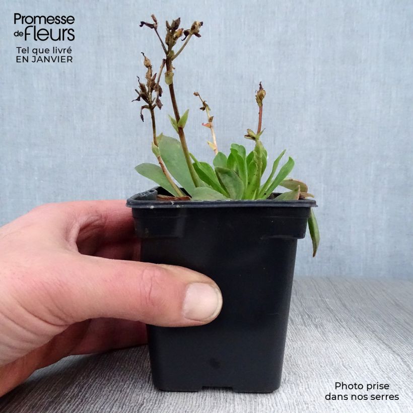 Lewisia cotyledon Mix Maceta de 7/8 cm Ejemplar entregado en invierno