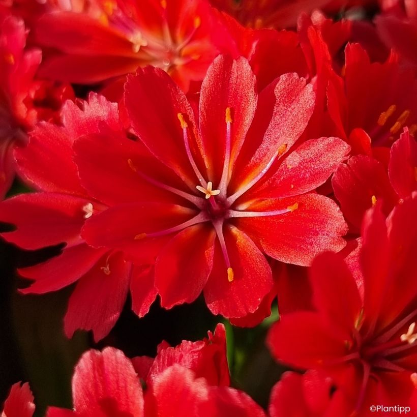 Lewisia Sunset Glow (Floración)
