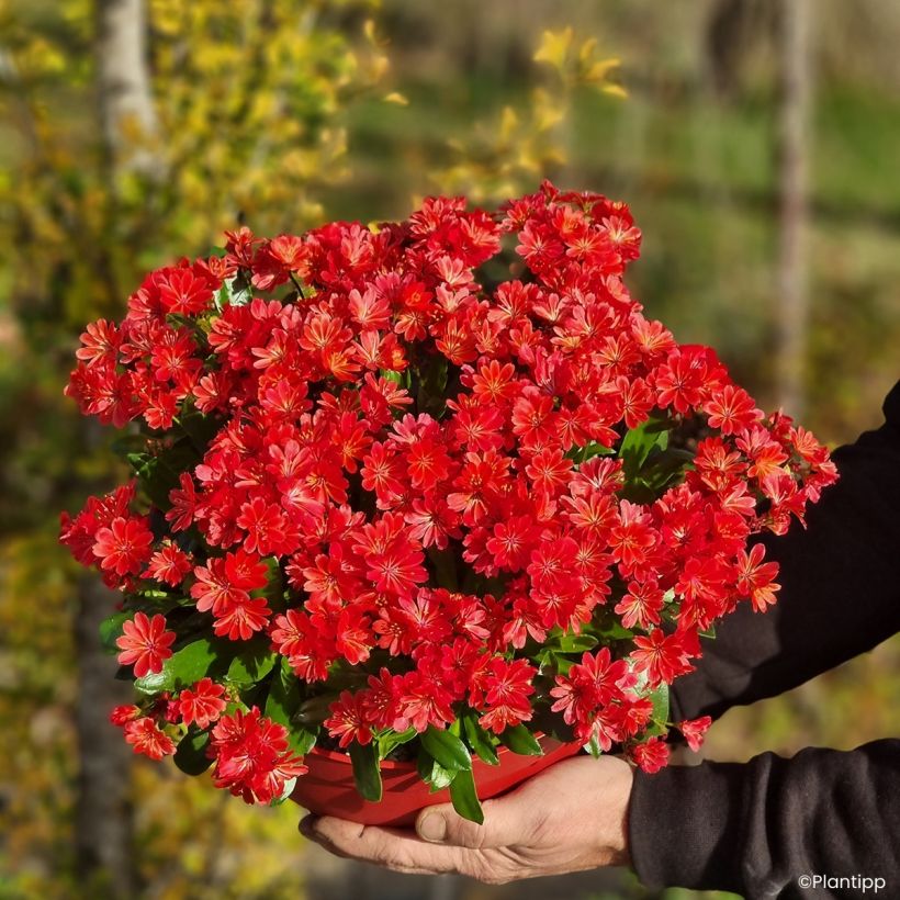 Lewisia Sunset Glow (Porte)