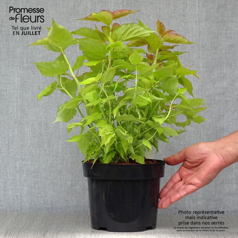 Ejemplar de Leycesteria formosa Golden Lanterns - Madreselva del Himalaya Maceta 2L/3L entregado en verano