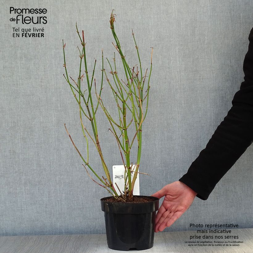 Leycesteria formosa Golden Lanterns - Madreselva del Himalaya Maceta 2L/3L Ejemplar entregado en invierno