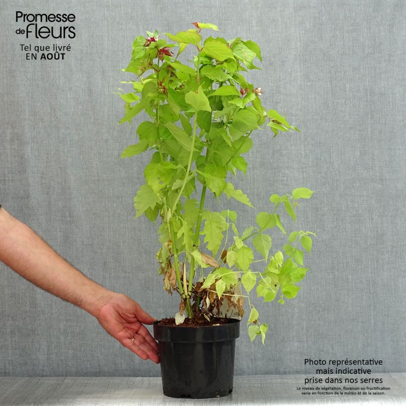 Ejemplar de Leycesteria formosa Little Lanterns - Madreselva del Himalaya Maceta 3L/4L entregado en verano