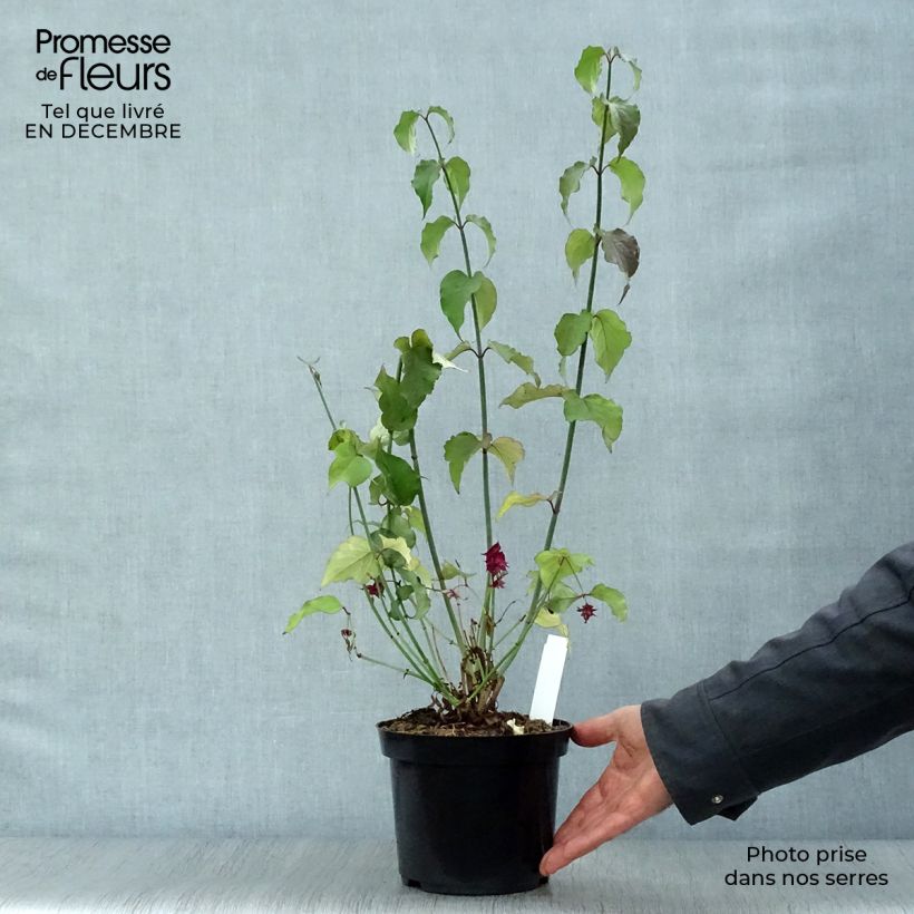 Leycesteria formosa Purple Rain - Madreselva del Himalaya Maceta 2L/3L Ejemplar entregado en invierno