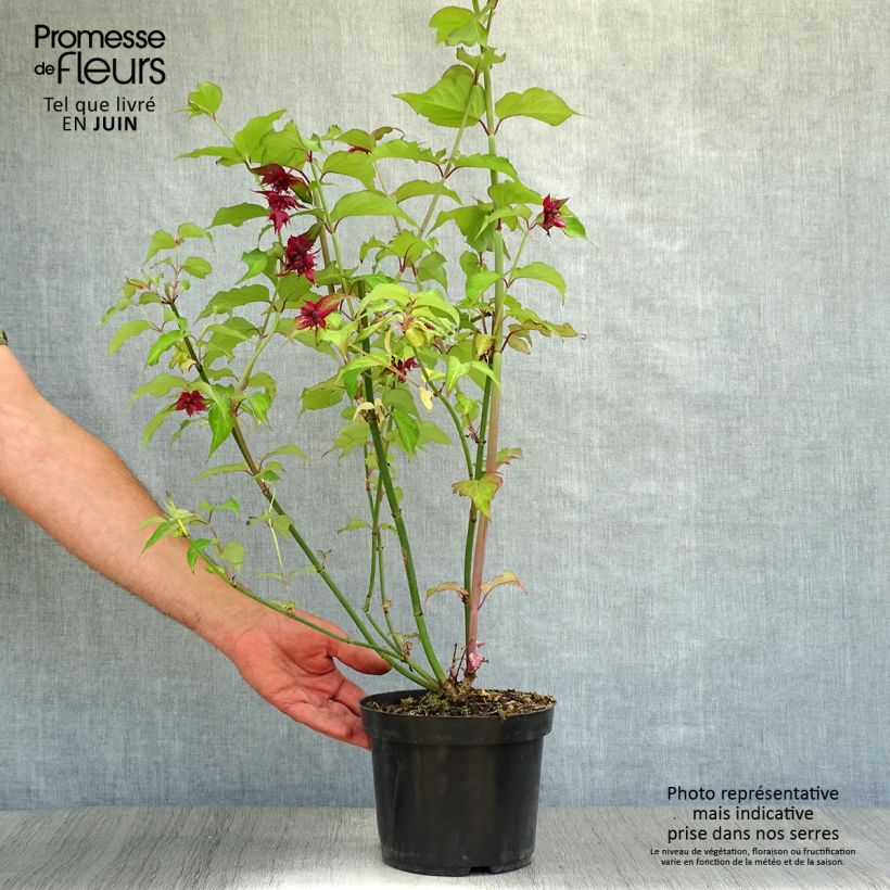 Ejemplar de Leycesteria formosa Purple Rain - Madreselva del Himalaya Maceta 2L/3L entregado en verano