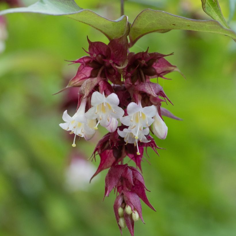 Leycesteria formosa (semillas) - Madreselva del Himalaya (Floración)
