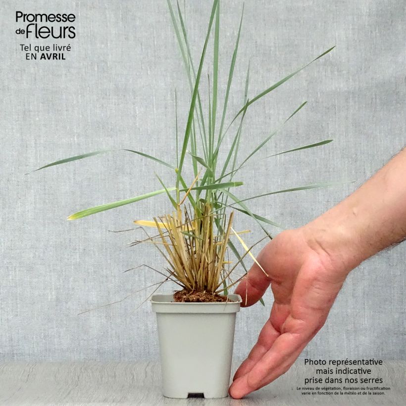 Leymus arenarius - Hierba azul de la playa Maceta de 8/9 cm Ejemplar entregado en la primavera