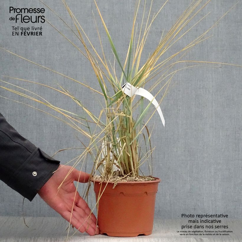 Leymus arenarius - Hierba azul de la playa Maceta 2L/3L Ejemplar entregado en invierno