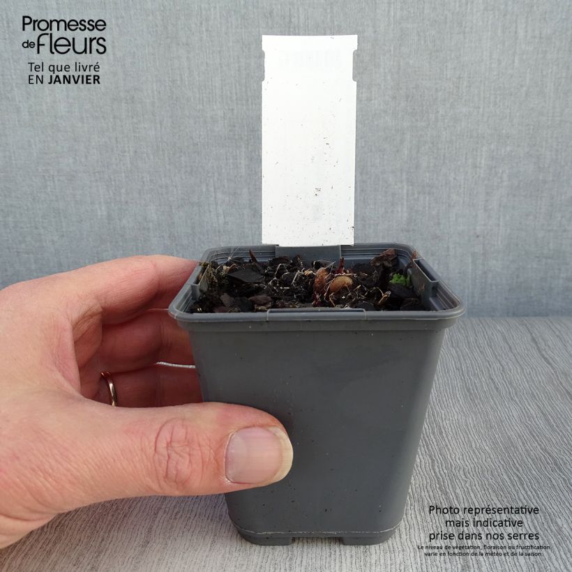 Liatris ligulistylis - Liatride Maceta de 8/9 cm Ejemplar entregado en invierno