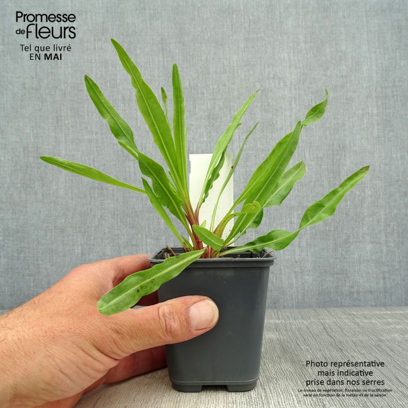 Liatris ligulistylis - Liatride Maceta de 8/9 cm Ejemplar entregado en la primavera