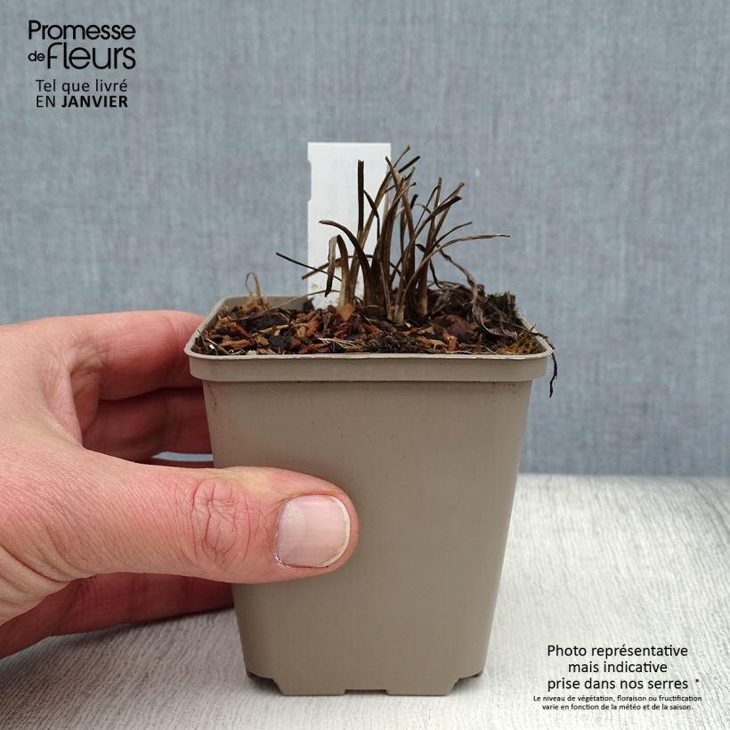 Liatris pycnostachya - Liatride Maceta de 8/9 cm Ejemplar entregado en invierno