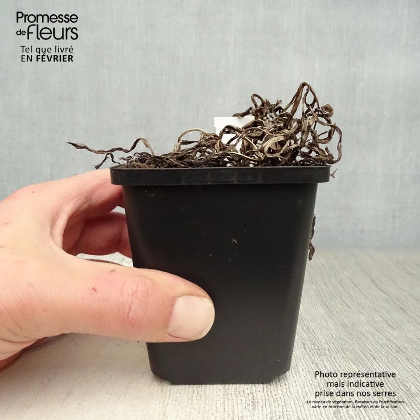 Liatris spicata - Densa estrella ardiente Maceta de 8/9 cm Ejemplar entregado en invierno