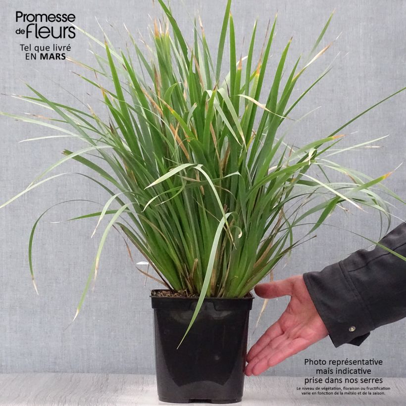 Libertia sessiliflora Caerulescens Maceta 2L/3L Ejemplar entregado en la primavera