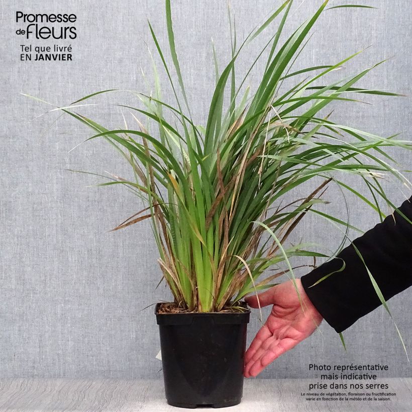 Libertia sessiliflora Caerulescens Maceta 2L/3L Ejemplar entregado en invierno