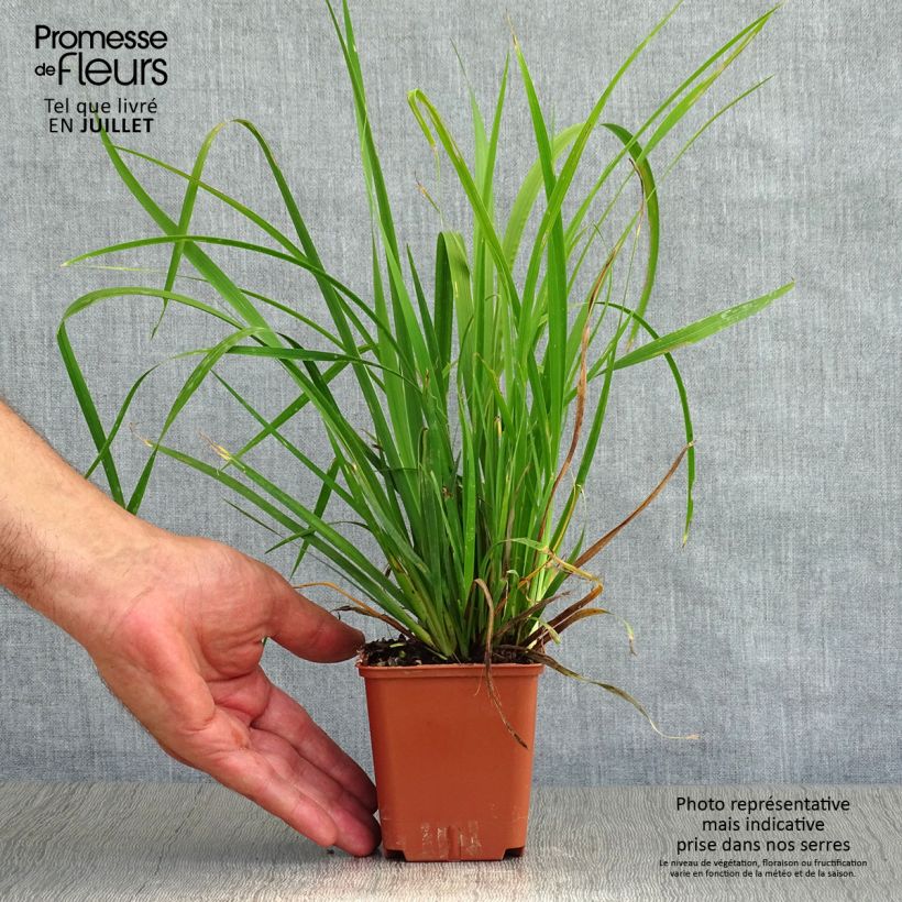 Ejemplar de Libertia grandiflora Maceta de 8/9 cm entregado en verano