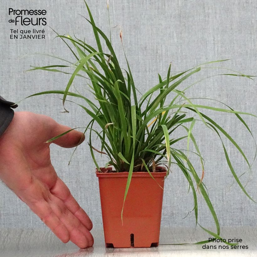 Libertia grandiflora Maceta de 8/9 cm Ejemplar entregado en invierno