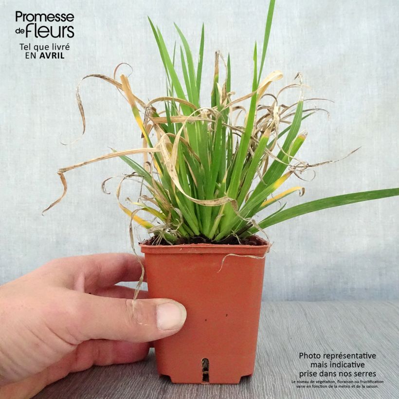 Libertia grandiflora Maceta de 8/9 cm Ejemplar entregado en la primavera