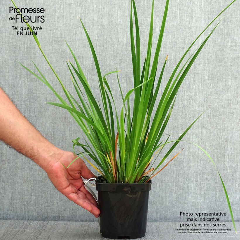 Ejemplar de Libertia grandiflora Maceta 2L/3L entregado en verano