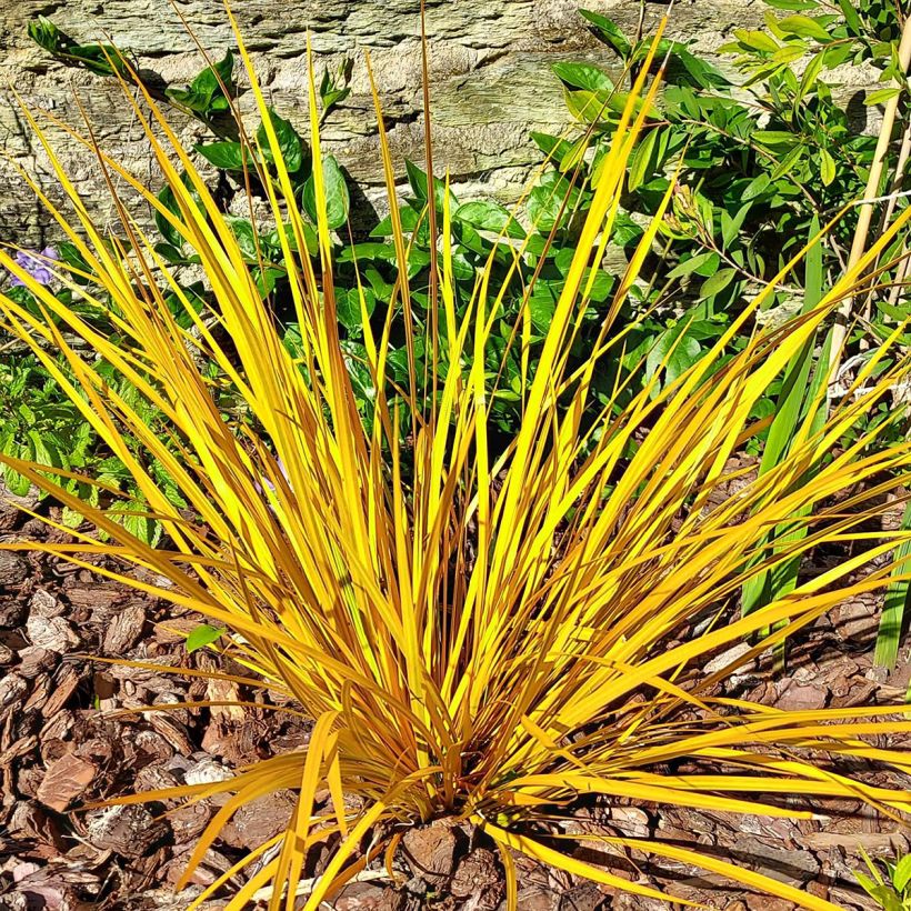 Libertia ixioides Goldfinger (Porte)