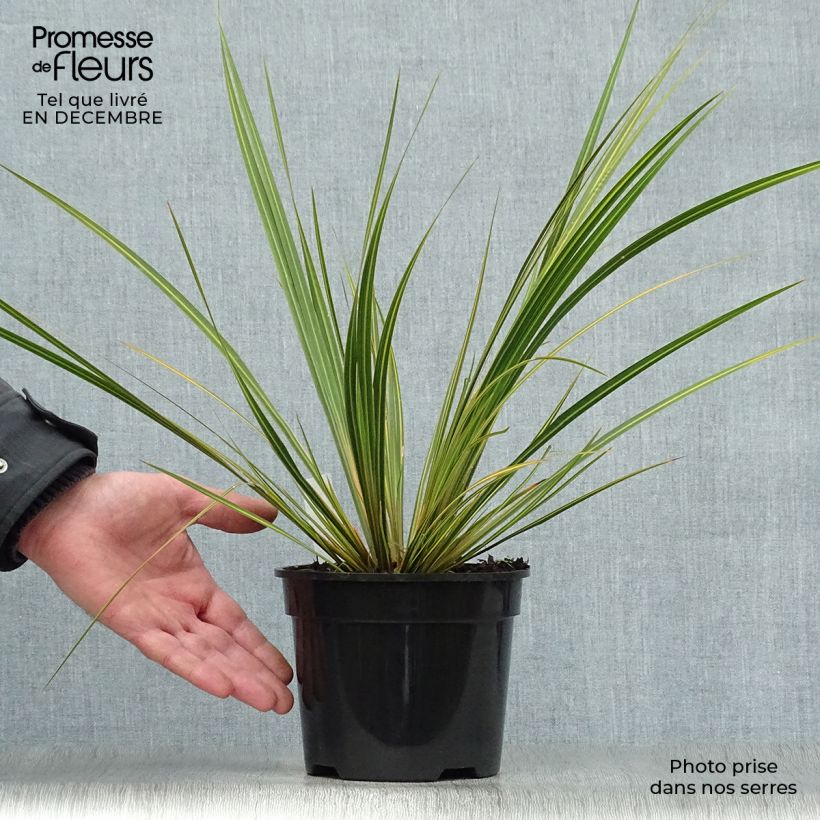 Libertia ixioides Goldfinger Maceta 2L/3L Ejemplar entregado en invierno