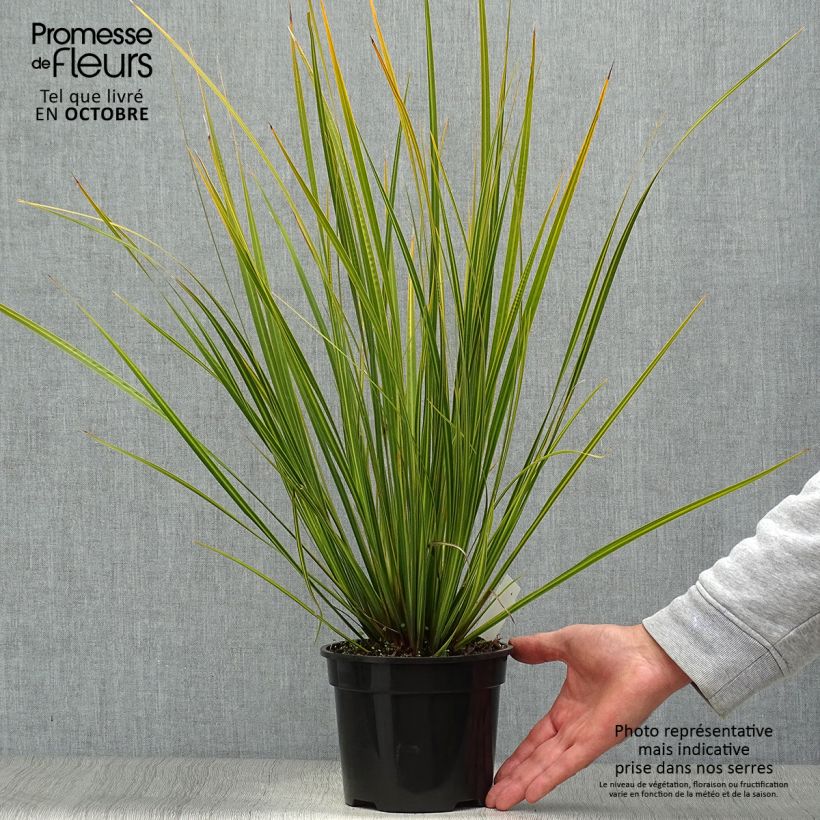 Ejemplar de Libertia ixioides Goldfinger Maceta 2L/3L entregado en otoño
