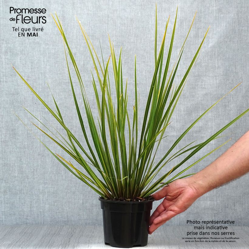 Libertia ixioides Goldfinger Maceta 2L/3L Ejemplar entregado en la primavera