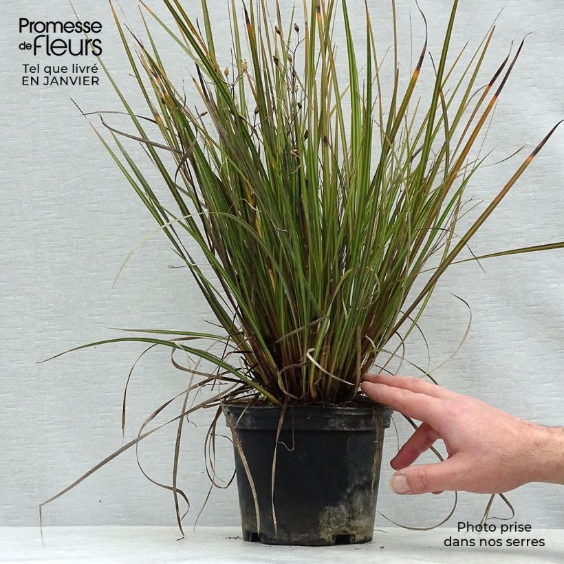 Libertia ixioides Taupo Sunset Maceta 2L/3L Ejemplar entregado en invierno