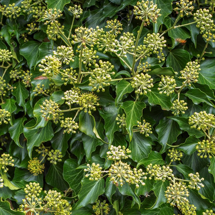 Hedera helix Arborescens (Floración)