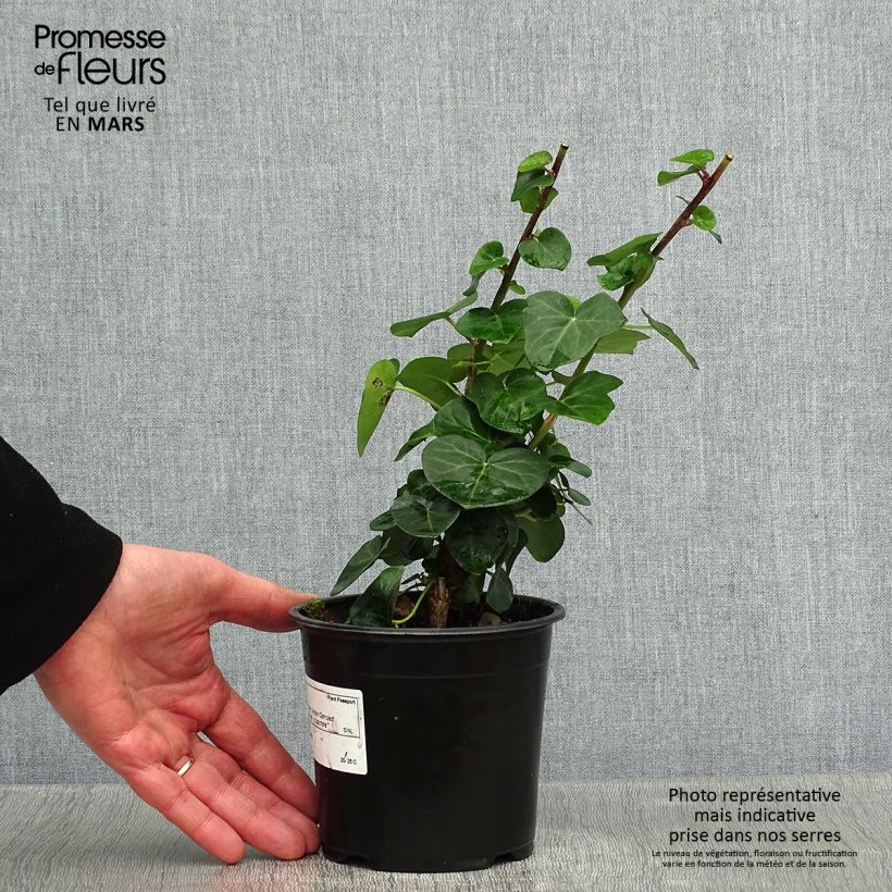 Hiedra Arbori Compact Maceta 2L/3L Ejemplar entregado en invierno