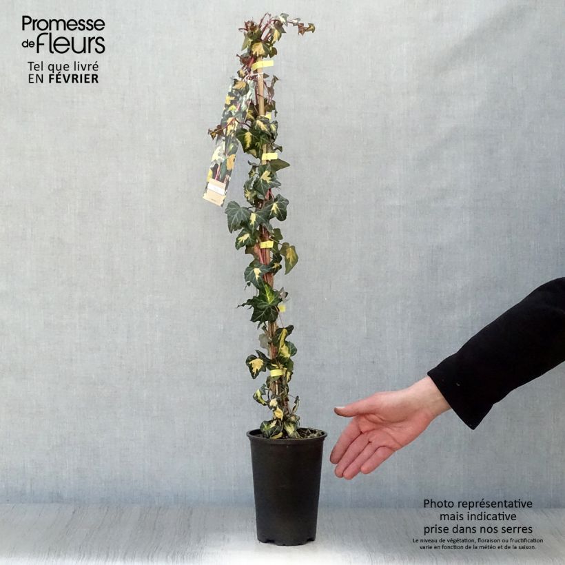 Hiedra Goldheart Maceta 1,5L/2L Ejemplar entregado en invierno