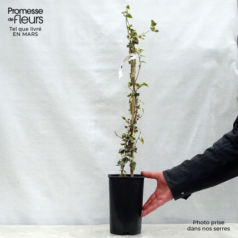 Hiedra Marginata Elegantissima Maceta 2L/3L Ejemplar entregado en la primavera