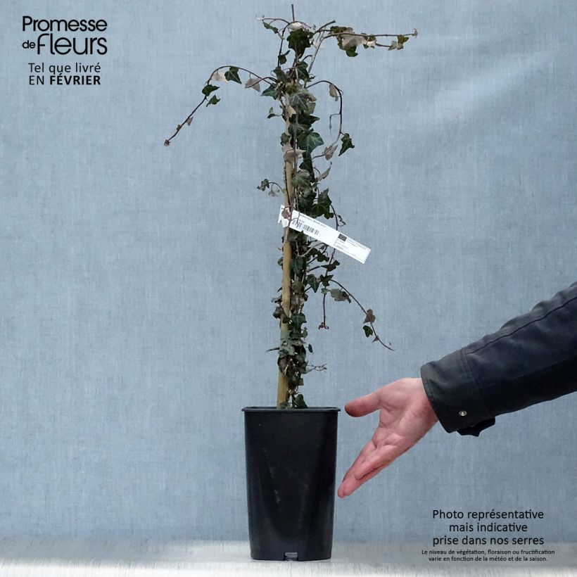 Hiedra Needlepoint Maceta 2L/3L Ejemplar entregado en invierno