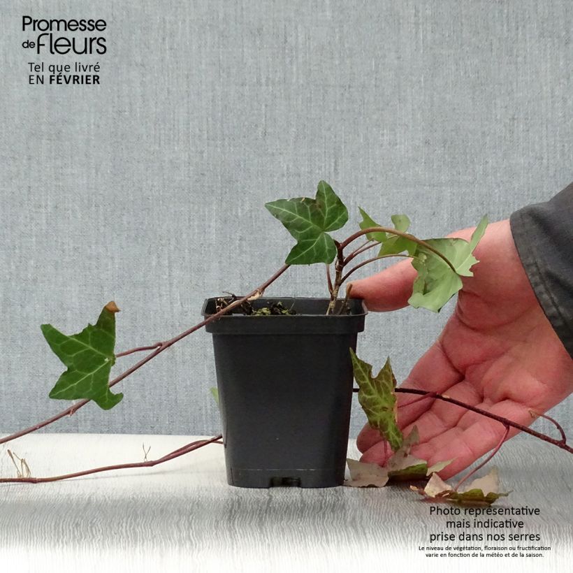 Hiedra - Hiedra común Maceta de 8/9 cm Ejemplar entregado en invierno